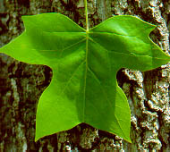 Tulip tree leaf